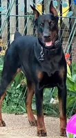 Rebel, a male Doberman Pinscher for sale in Boyd, TX – Photo 2 of 5