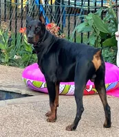 Rebel, a male Doberman Pinscher for sale in Boyd, TX – Photo 4 of 5