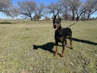 Male -Red, a male Doberman Pinscher for sale in Boyd, TX – Photo 8 of 8