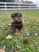 Male -Red, a male Doberman Pinscher for sale in Boyd, TX – Photo 1 of 8