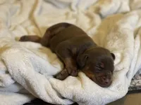 Male -Red, a male Doberman Pinscher for sale in Boyd, TX – Photo 2 of 8