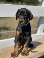 Boy -Black, a male Doberman Pinscher for sale in Boyd, TX – Photo 1 of 6