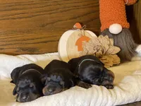 Boy -Black, a male Doberman Pinscher for sale in Boyd, TX – Photo 3 of 6