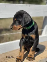 Boy -Black, a male Doberman Pinscher for sale in Boyd, TX – Photo 6 of 6