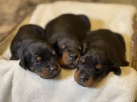 Boy -Black, a male Doberman Pinscher for sale in Boyd, TX – Photo 2 of 6