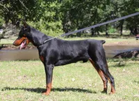 Clover, a female Doberman Pinscher for sale in Boyd, TX – Photo 5 of 5