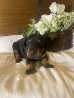 Clover, a female Doberman Pinscher for sale in Boyd, TX – Photo 1 of 5