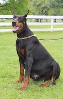 Clover, a female Doberman Pinscher for sale in Boyd, TX – Photo 2 of 5