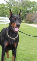Clover, a female Doberman Pinscher for sale in Boyd, TX – Photo 3 of 5