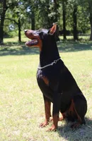 Clover, a female Doberman Pinscher for sale in Boyd, TX – Photo 4 of 5