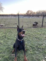 Winchester, a male Doberman Pinscher for sale in Boyd, TX – Photo 2 of 7