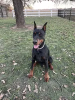 Winchester, a male Doberman Pinscher for sale in Boyd, TX – Photo 1 of 7
