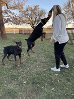 Winchester, a male Doberman Pinscher for sale in Boyd, TX – Photo 7 of 7