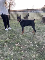 Winchester, a male Doberman Pinscher for sale in Boyd, TX – Photo 4 of 7