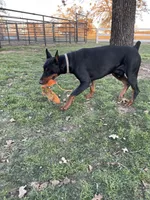 Winchester, a male Doberman Pinscher for sale in Boyd, TX – Photo 3 of 7