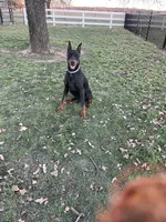 Winchester, a male Doberman Pinscher for sale in Boyd, TX – Photo 5 of 7