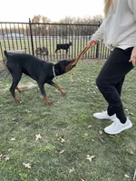 Winchester, a male Doberman Pinscher for sale in Boyd, TX – Photo 6 of 7