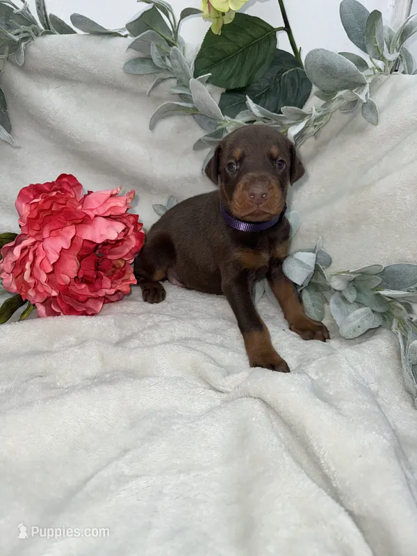 Storm – Doberman Pinscher puppy for sale in Boyd, TX