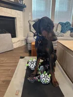 Loki, a male Doberman Pinscher for sale in Boyd, TX – Photo 1 of 2