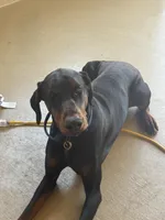 Loki, a male Doberman Pinscher for sale in Boyd, TX – Photo 2 of 2