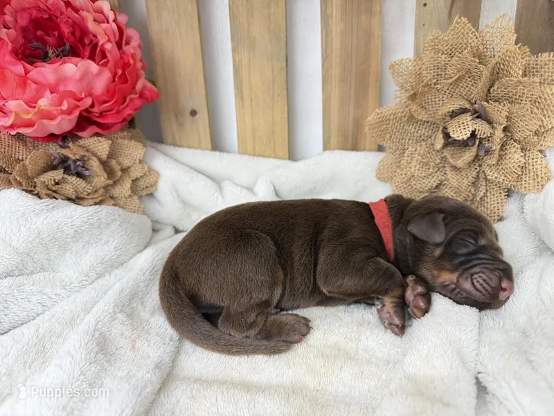 Sawyer – Doberman Pinscher puppy for sale in Boyd, TX
