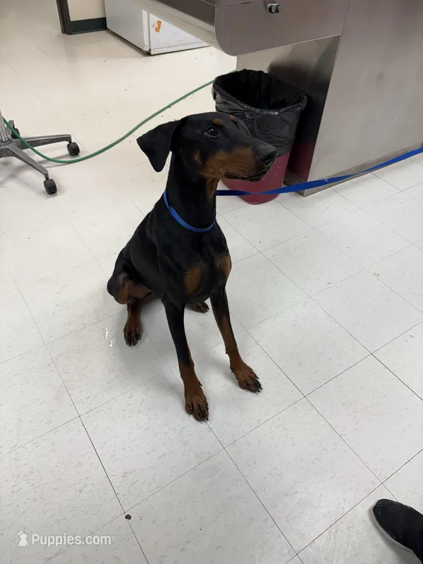 Jade, a female Doberman Pinscher for sale in Boyd, TX – Photo 1 of 2