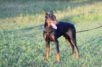 Jonah, a male Doberman Pinscher for sale in Boyd, TX – 2 of 7