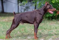 Sawyer, a female Doberman Pinscher for sale in Boyd, TX – 3 of 4
