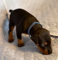 Grant, a male Doberman Pinscher for sale in Boyd, TX – Photo 1 of 3