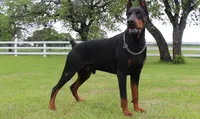 Grant, a male Doberman Pinscher for sale in Boyd, TX – Photo 3 of 3