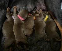 Bailey, a female Doberman Pinscher for sale in Boyd, TX – Photo 2 of 3