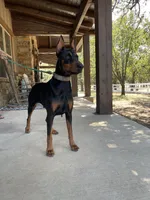 Bailey, a female Doberman Pinscher for sale in Boyd, TX – Photo 3 of 3