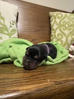 Bailey, a female Doberman Pinscher for sale in Boyd, TX – Photo 1 of 3