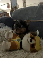 Cooper, a male Yorkshire Terrier for sale in Williamsburg, MO – 2 of 5
