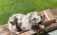 Blu, a male Cocker Spaniel for sale in Williamsburg, MO – 2 of 5