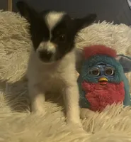 Bella, a female Papillon for sale in Williamsburg, MO – 2 of 7