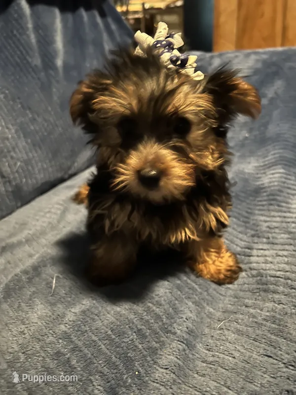 Dutchess – Yorkshire Terrier puppy for sale in Williamsburg, MO