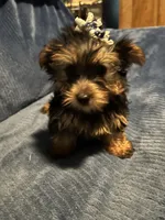 Dutchess, a female Yorkshire Terrier for sale in Williamsburg, MO – 1 of 6