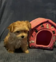 Porshia, a female Morkie for sale in Williamsburg, MO – 3 of 6