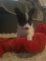 Buddy, a male Papillon for sale in Williamsburg, MO – 3 of 7