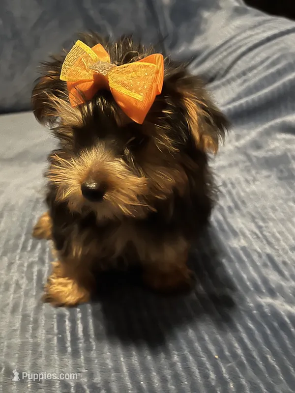 Willow – Yorkshire Terrier puppy for sale in Williamsburg, MO