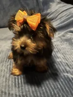 Willow, a female Yorkshire Terrier for sale in Williamsburg, MO – 1 of 7