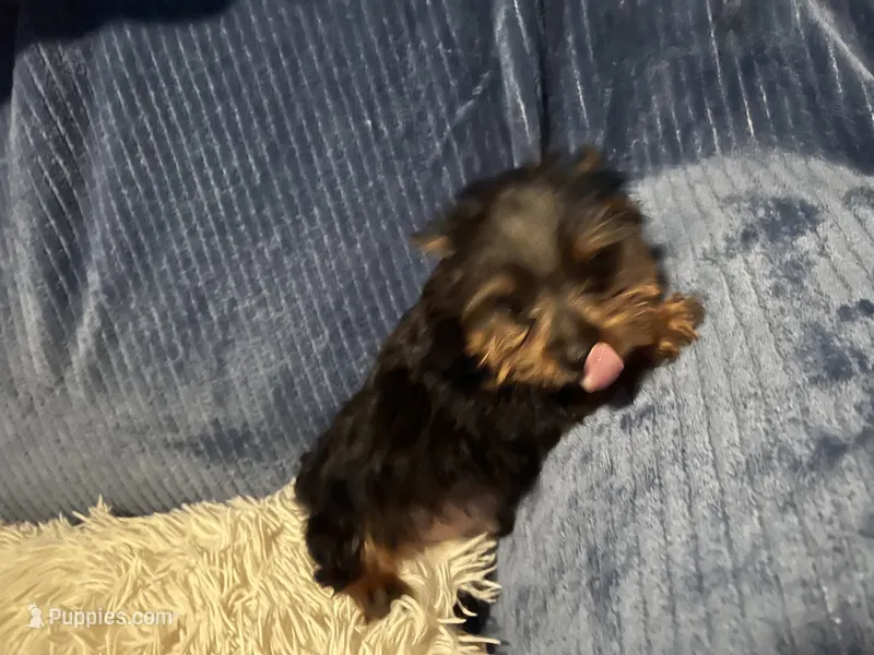 Tinker – Yorkshire Terrier puppy for sale in Williamsburg, MO