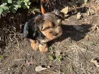 Champ, a male Yorkshire Terrier for sale in Williamsburg, MO – 6 of 8