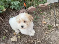 Tara, a female Morkie for sale in Williamsburg, MO – 5 of 7