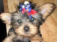 Honey, a female Yorkshire Terrier for sale in Williamsburg, MO – 4 of 8