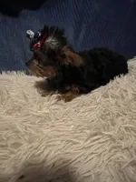 Honey, a female Yorkshire Terrier for sale in Williamsburg, MO – 5 of 8
