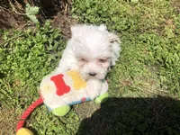 Whitey, a male Maltipoo for sale in Williamsburg, MO – Photo 4 of 6