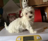 WhiteyLAST PUPPY from this cute litter!, a male Maltipoo for sale in Williamsburg, MO – Photo 1 of 7