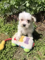 Whitey, a male Maltipoo for sale in Williamsburg, MO – Photo 3 of 6